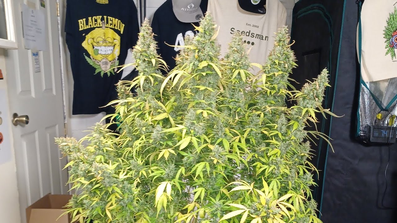 harvest day Auto Opium from Divine Seeds, Medic Grow Mini Sun-2,  DWC