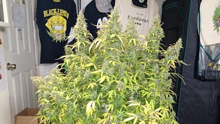 harvest day Auto Opium from Divine Seeds, Medic Grow Mini Sun-2,  DWC