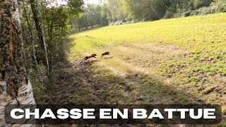 Chasse en battue, ouverture 2023-2024, multiples tirs de chevreuils/sangliers !