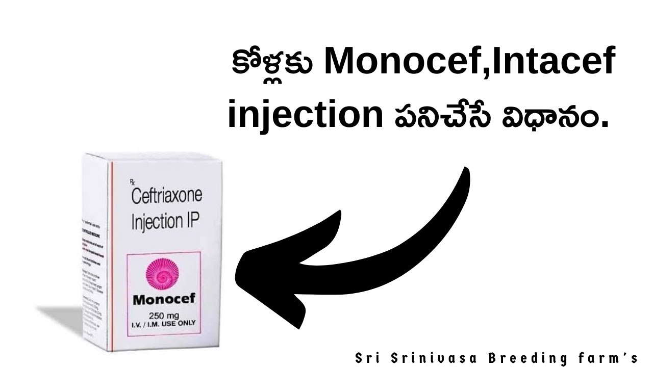 కోడికి మనం వాడే monosef,intacef పనిచేసి విధానము
