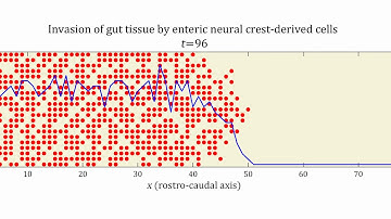 Cellular automata: Gut colonization by enteric neural crest-derived cells
