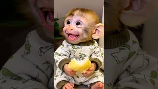 Cute Baby Monkeys Biggest Smile While Eating Bun