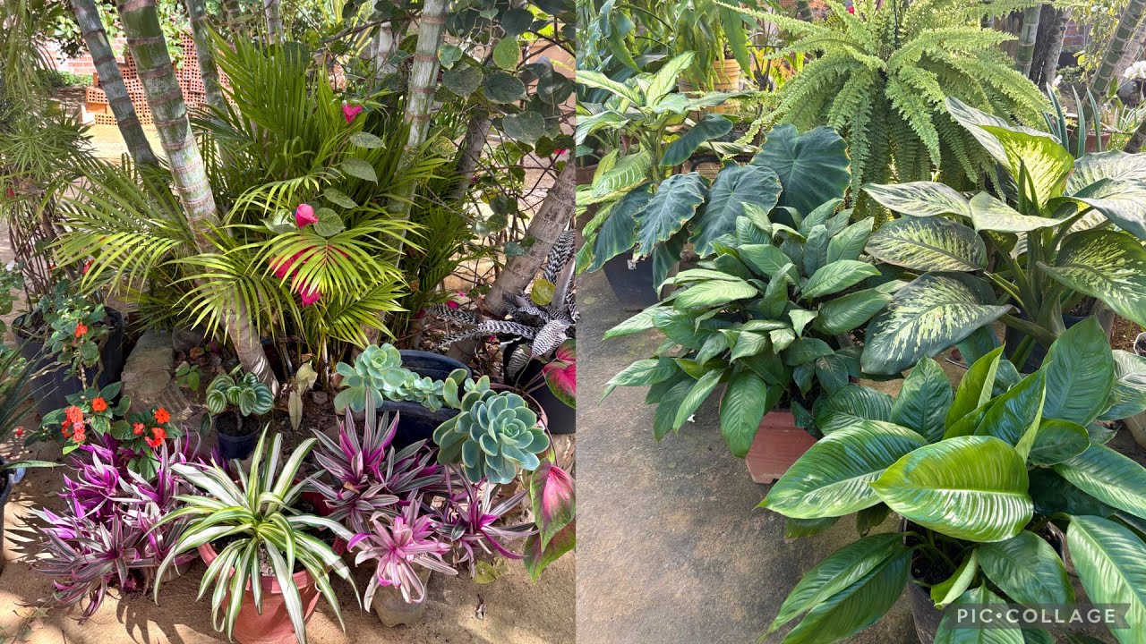 Jardim de Plantas em Vasos: Fiquei Encantada 😍 🪴