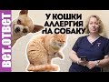 У кошки аллергия на собаку. Как улучшить зрение.