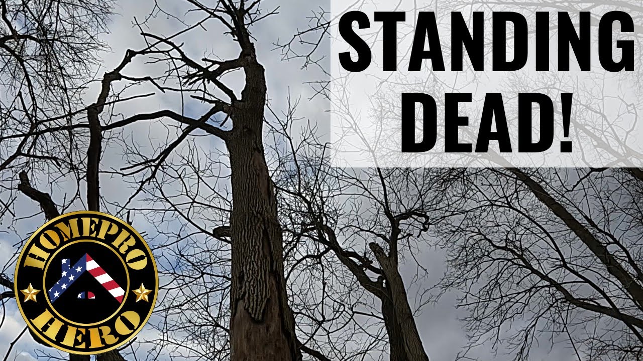 Сухие дрова | Как заготовить дрова дома | Сделай сам