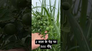 2 साल के पेड़ पर 500 नींबू #hellokisaan #nimbu #organic #farming #hellokisaan_farm