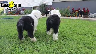 Handsome Old English Sheepdog Puppies