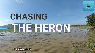 Chasing the heron (Terbang bersama Burung-Burung Bangau drone FPV Freestyle Footage)