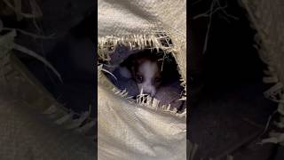 Download Lagu sembunyi dulu MP3