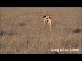 Springbok pronking