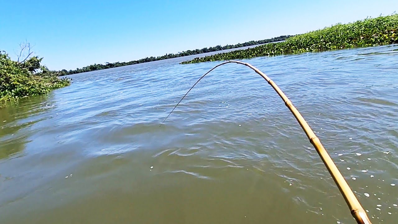ACHEI QUE FOSSE UM ENRROSCO DE TÃO BRUTO QUE ERA O PEIXE , PESCARIA COM VARA DE BAMBU/PESCARIA RAIZ.