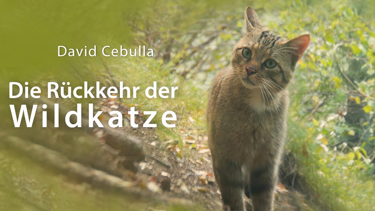 Neue Lebensräume für die Wildkatze am Grünen Band I BUND Naturschutz