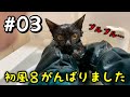 【野良猫 保護】お風呂上がりの黒猫がフワフワで可愛すぎたァ…