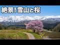 【白馬・大町】信州・北アルプス山麓の桜絶景ベスト10選！ / 大出公園・大町公園・中綱湖など / Top 10 Sakura Views with Northern Alps, Japan