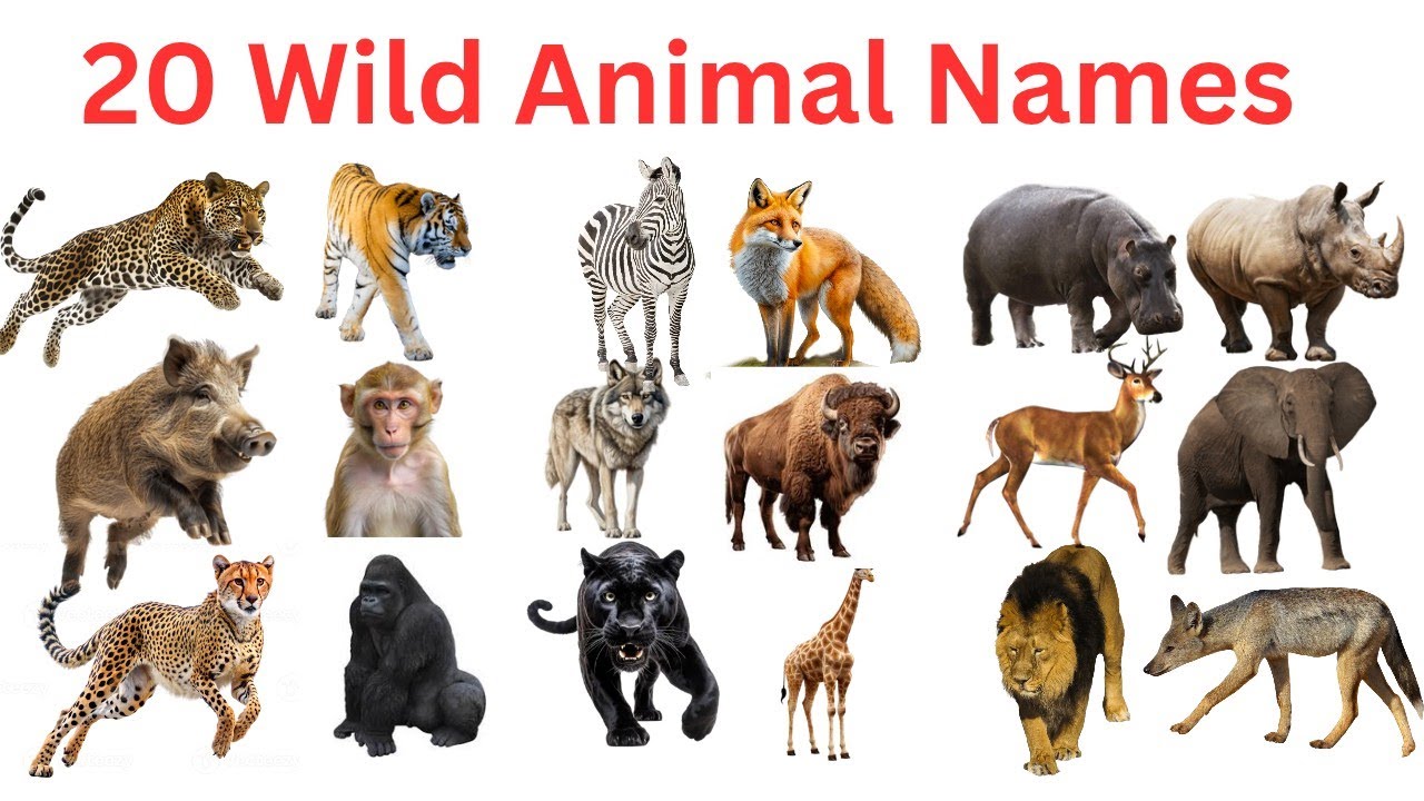 जंगली जानवरों के नाम | 20 Wild Animals for kids | Learn Animals Name in ...