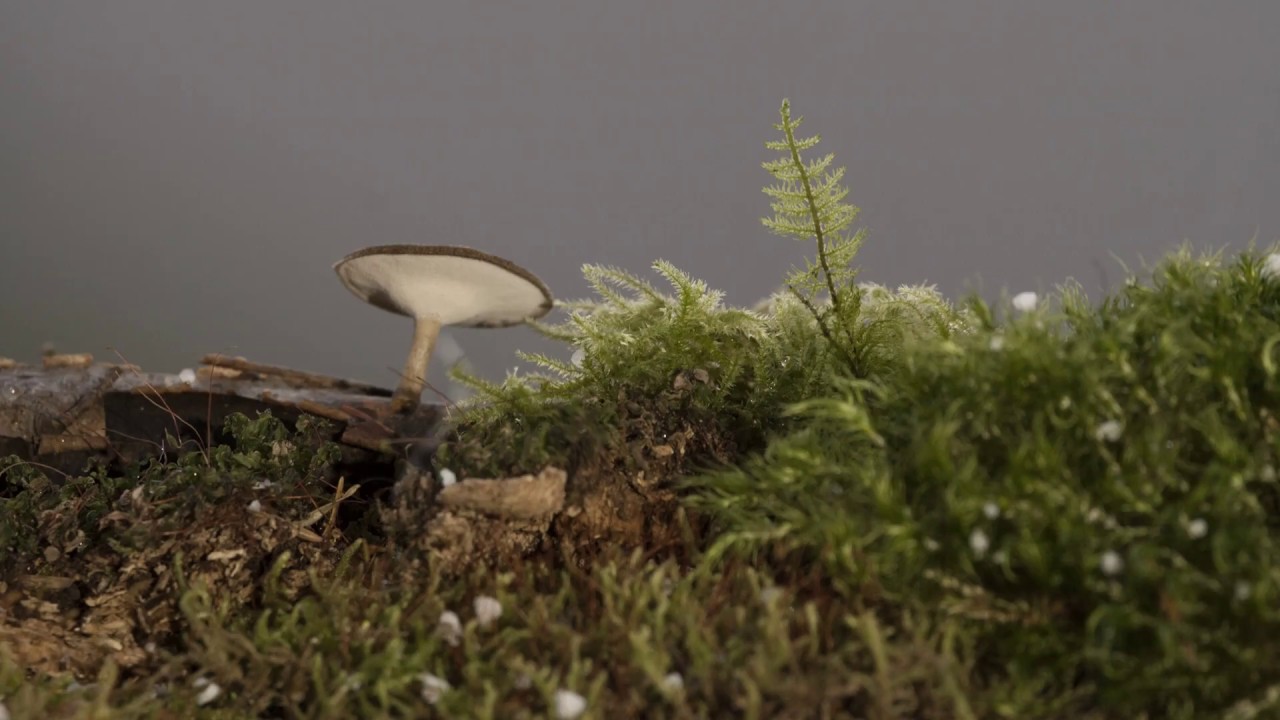 Mushroom Growing Time Lapse HD YouTube