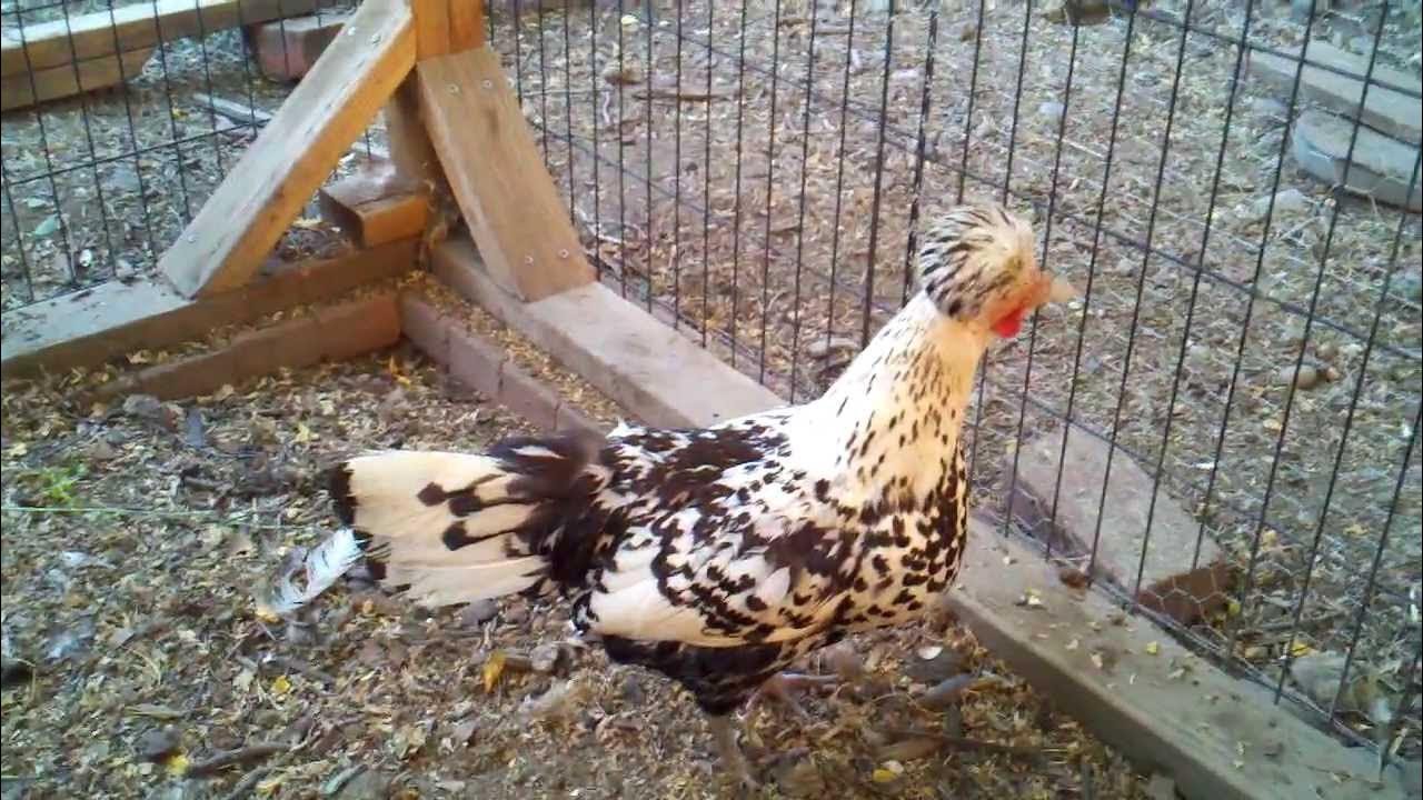 Chicken with Gape Worm YouTube