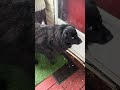 He was awfully calm all day… suspicious. #voiddog #fluffydog #blackdog