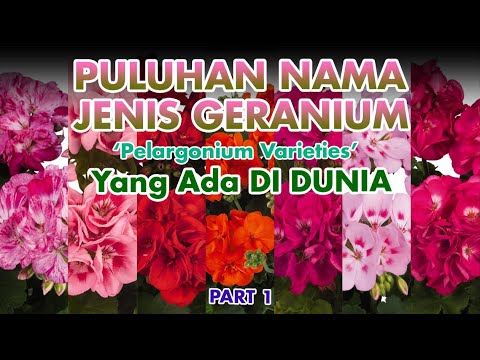 Video: Jenis Geranium, Geranium Yang Tumbuh Di Ambang Jendela, Balkon, Dan Di Taman (bagian 1)