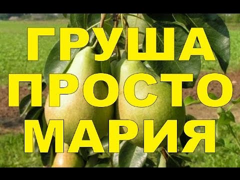 ГРУША ПРОСТО МАРИЯ ЛУЧШИЙ ОСЕННИЙ СОРТ