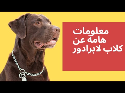 فيديو: ملامح سلالة الكلاب لابرادور