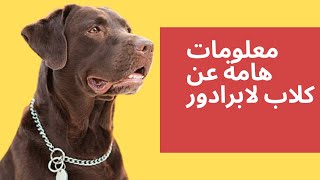 تعرف على |معلومات هامة عن كلاب لابرادور أفضل أنواع  الكلاب الاليفة| Labrador Retriever