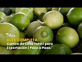 Guía Completa: Cultivo de Lima Tahití para Exportación | Paso a Paso - TvAgro por Juan Gonzalo Angel