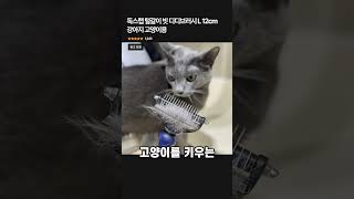 독스랩 털갈이 빗 디디브러시 L 12cm 강아지 고양이용
