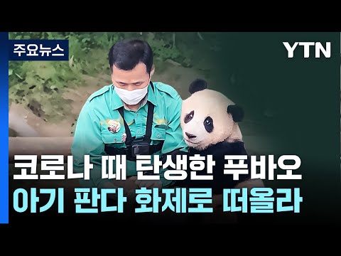 &#39;신드롬&#39; 남긴 판다 푸바오...사람들이 열광한 이유는? / YTN