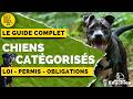 Chiens de catégorie 1 & 2 : Le GUIDE COMPLET de la réglementation de A à Z