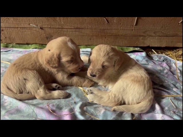 Unsere Puppies erwachen ...