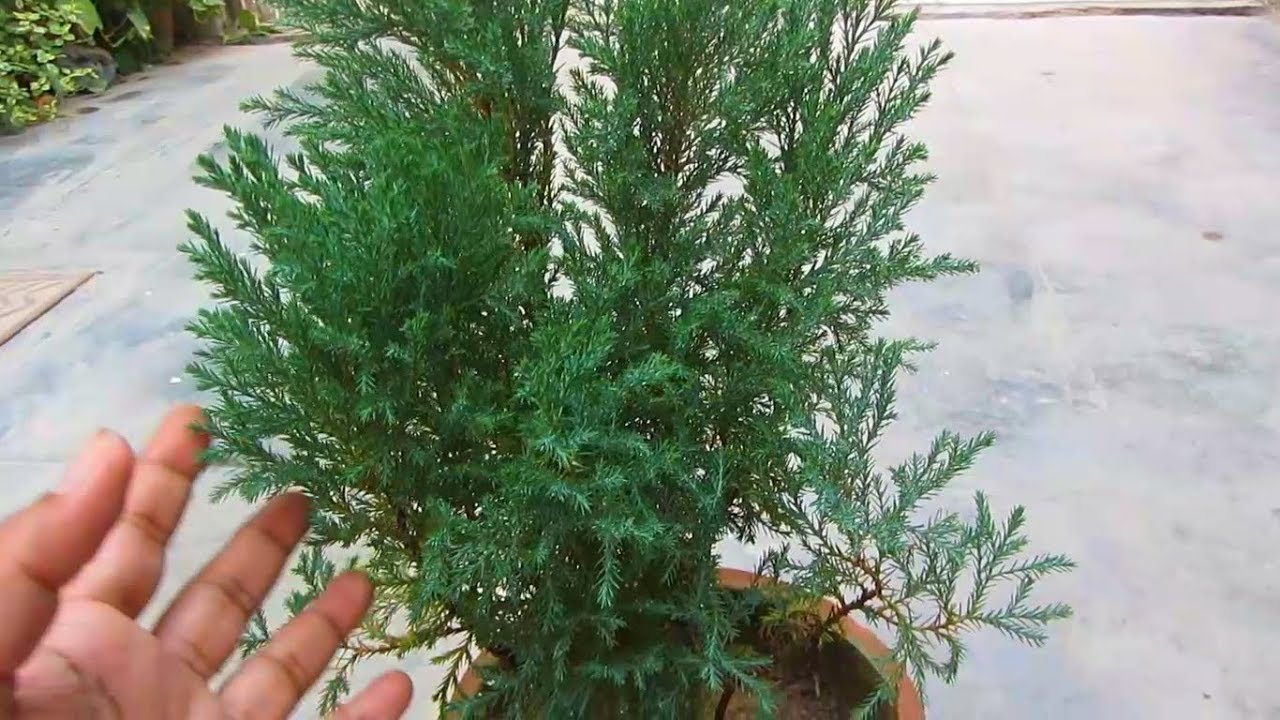 How To Care Juniper Plant
