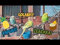 #VLOG 🎥🎬 Papugi 🦜| Zeberka 🐦| Gołąbki - co tam słychać w WOLIERZE? 😊