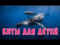 Киты для детей | Развивающие видео для детей | Карточки Домана