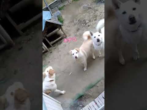 3姉弟で激しめワンプロ #shorts