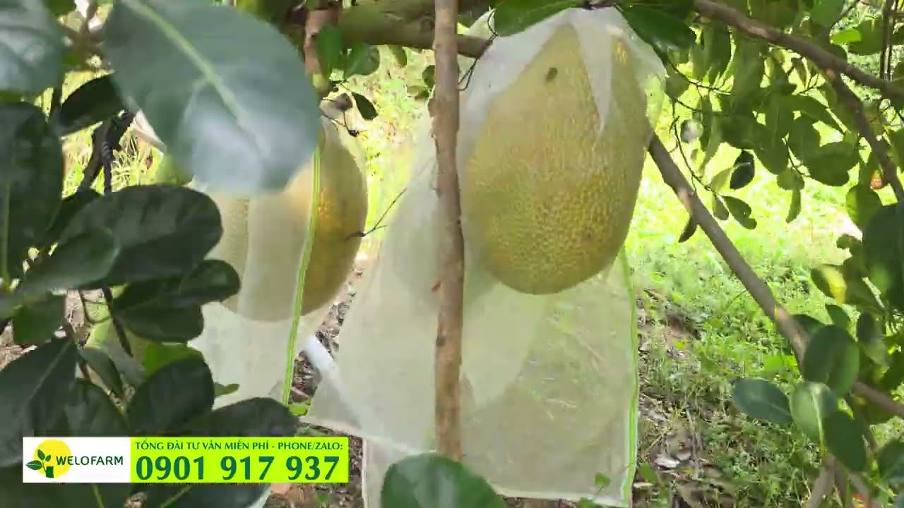 TRỒNG MÍT RUỘT ĐỎ SAI LẦM CẦN TRÁNH CÓ THỂ MẤT TRẮNG VÌ ĐIỀU NÀY