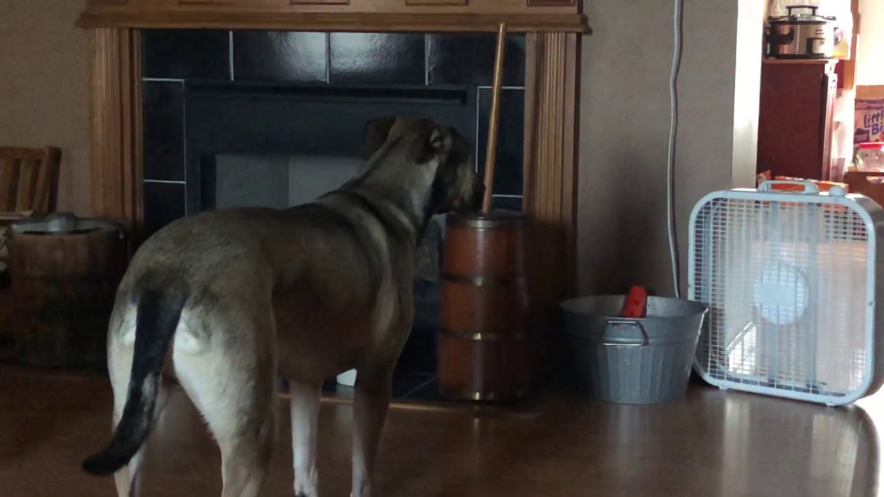 My dog Toby begs for his Toys