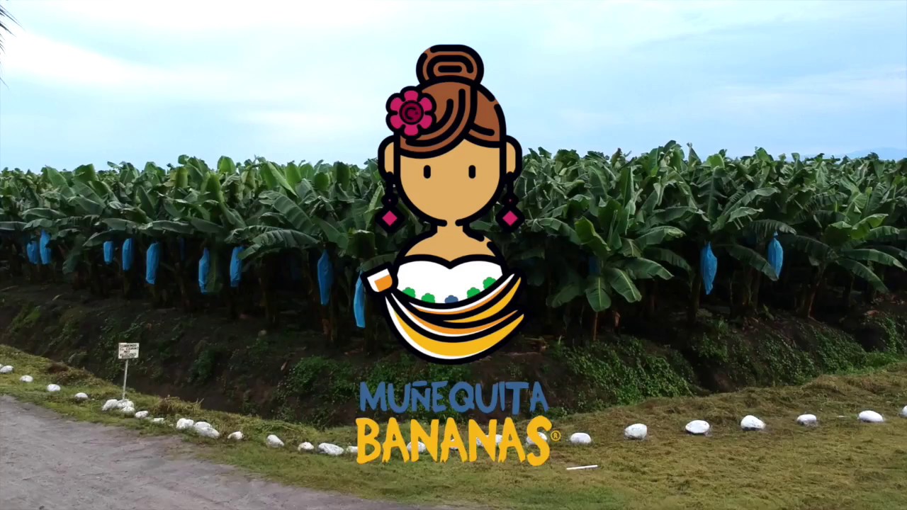 Proceso de producción y empaque del Banano (platano)