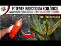 🔥 POTENTE INSECTICIDA ECOLÓGICO CASERO 🌱 para CURAR tus PLANTAS