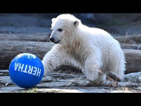 names for polar bear teddies