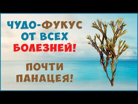 Видео: Является ли фукус протистом?