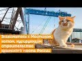 Главной звездой Крымского моста стал кот Мостик