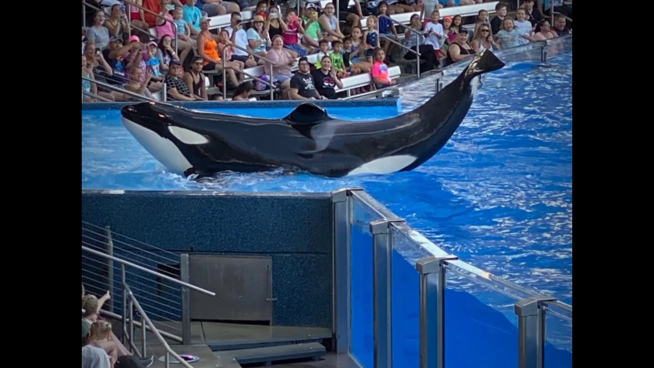 Part of the Aquarium of sea world orlando YouTube