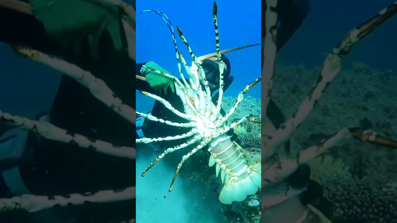 Jaw-Dropping Giant Lobster -A Must-See Encounter😲🤯 