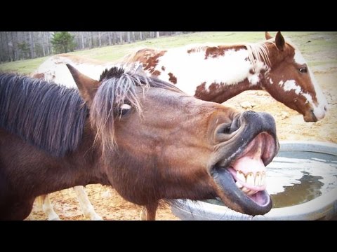 noisy-pets-★-animals-making-funny-noises-[funny-pets]