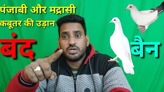 Punjabi Or Madrasi Kabutar Ki Udan Band