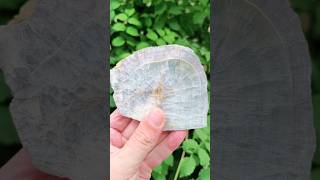 Спил почки полихромного флюорита. Россия, Восточная Сибирь. #minerals #stone #gemstone  #nature #top