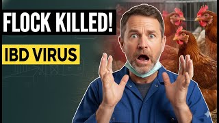 Ibd In Chickens The Silent Killer Spreading Through Flocks
