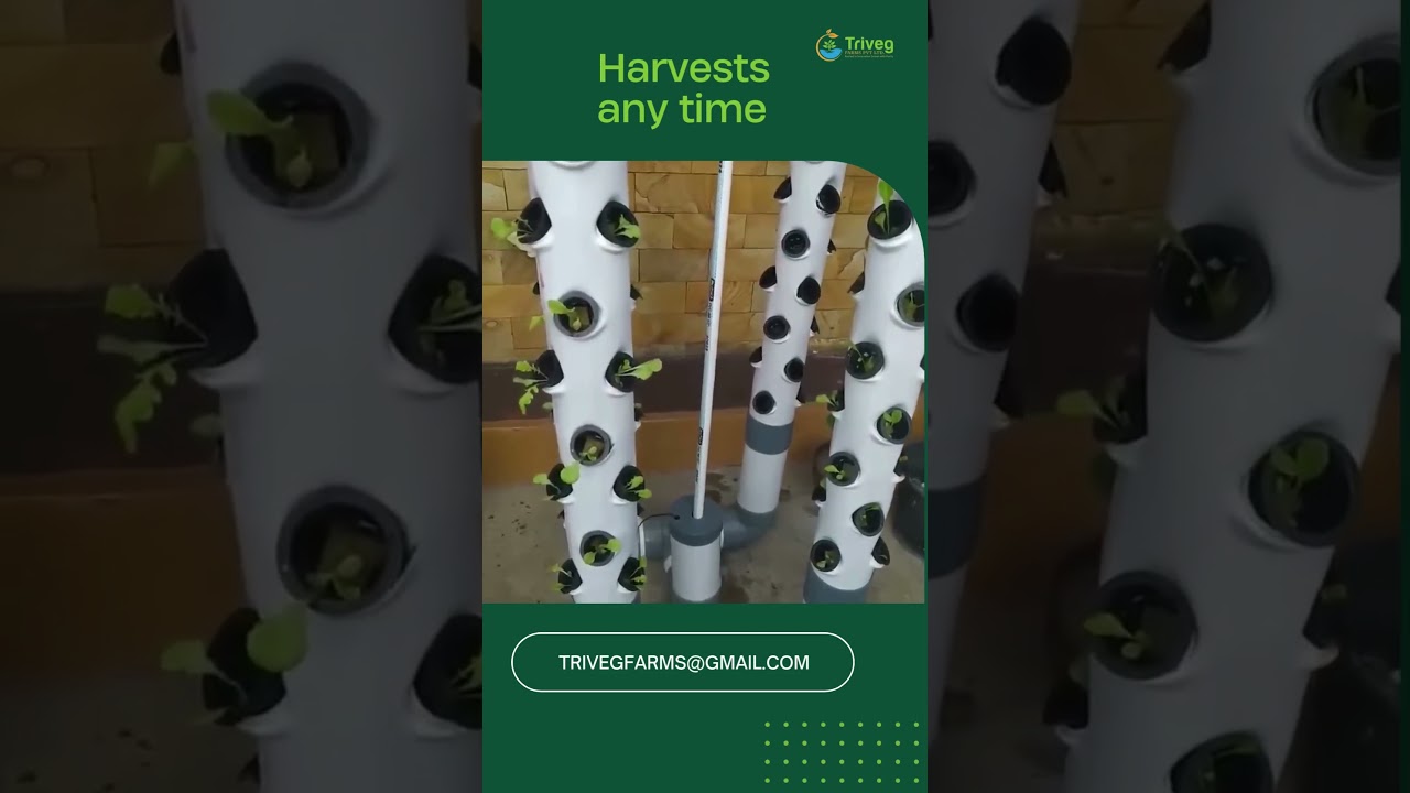 NFT hydroponics at Triveg Farm