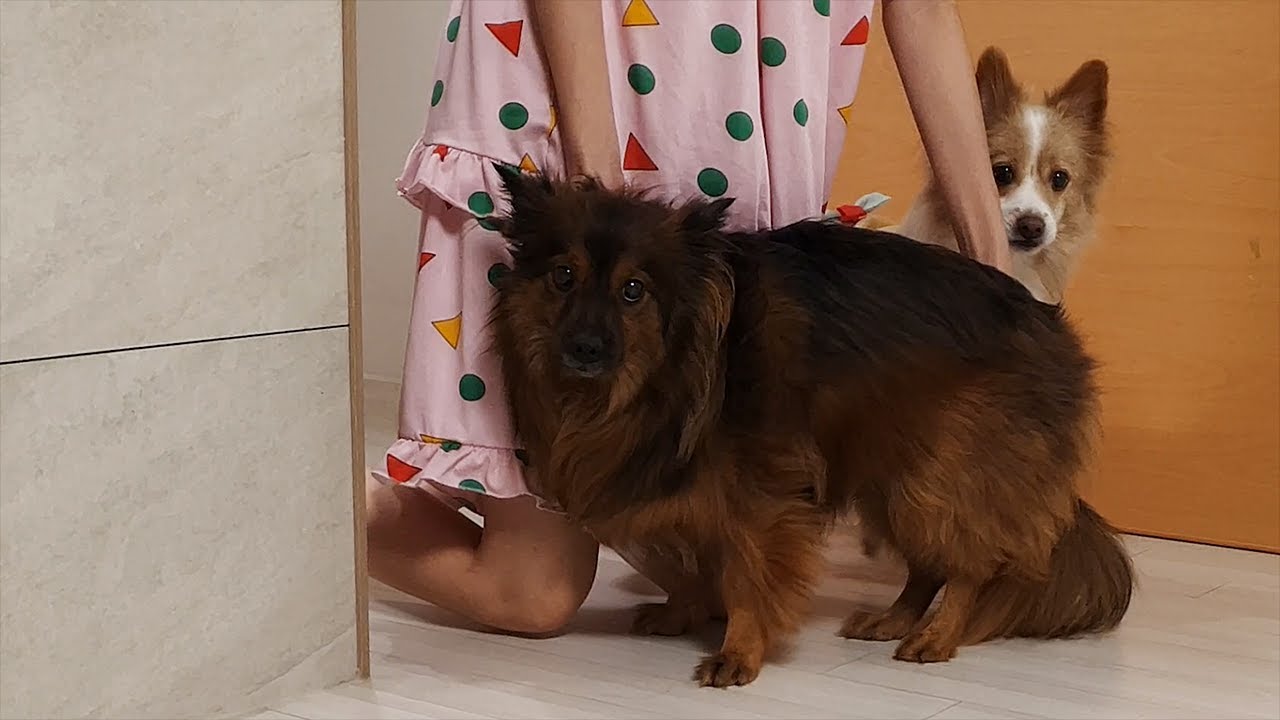 사고치면 엄마한테서 안떨어지려하는 강아지 ㅋㅋㅋ